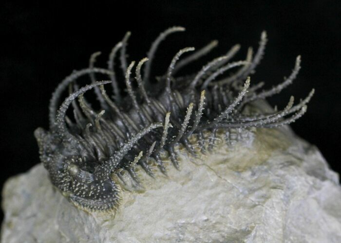 Spine-On-Spine Koneprusia Trilobite - Spectacular #22125
